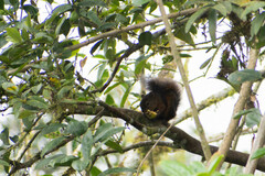 Sciurus granatensis