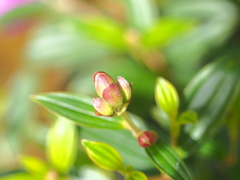 Pleroma semidecandrum