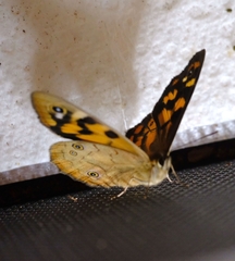 Heteronympha penelope