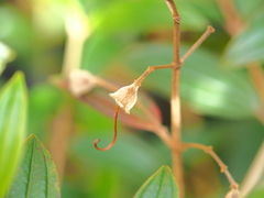 Pleroma semidecandrum