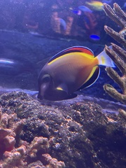 Acanthurus japonicus