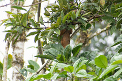 Sciurus granatensis