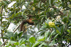 Sciurus granatensis