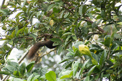 Sciurus granatensis