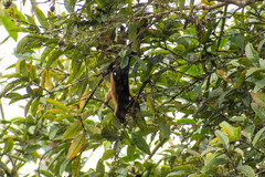 Sciurus granatensis