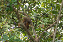 Sciurus granatensis