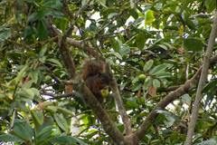 Sciurus granatensis