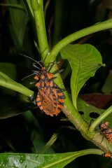 Spartocera pantomima