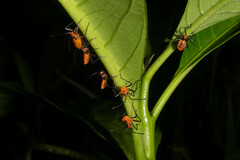 Spartocera pantomima
