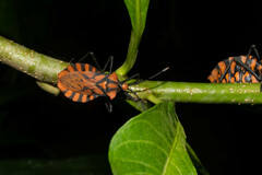Spartocera pantomima