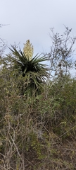 Yucca treculiana