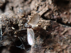 Mycetophila