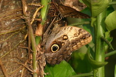 Caligo telamonius memnon
