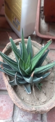 Asphodeloideae