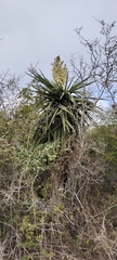 Yucca treculiana