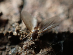 Mycetophila