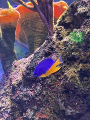 Chrysiptera hemicyanea