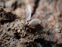 Mycetophila