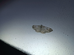 Iridopsis defectaria