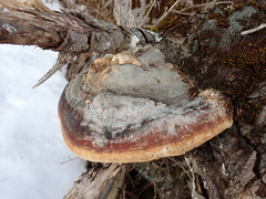 Fomitopsis pinicola