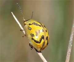 Paropsisterna obliterata