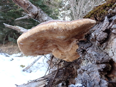 Fomitopsis pinicola