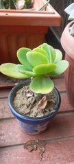 Kalanchoe luciae