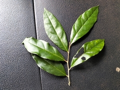 Elaeagnus conferta