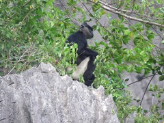 Trachypithecus delacouri