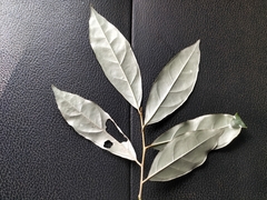 Elaeagnus conferta