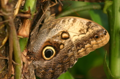 Caligo telamonius memnon