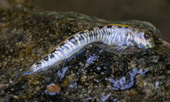 Istiblennius bellus