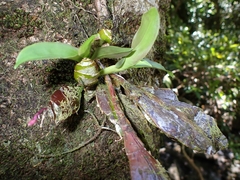 Dendrobium platygastrium