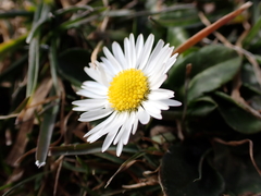 Bellis perennis