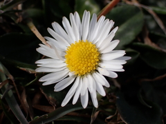 Bellis perennis