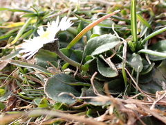 Bellis perennis