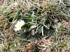 Bellis perennis