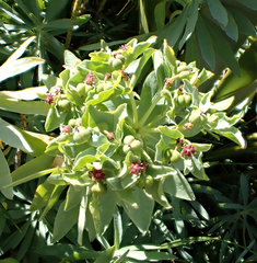 Euphorbia glauca