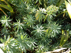 Euphorbia glauca