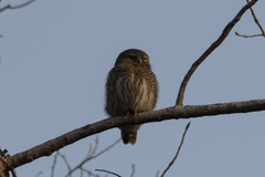 Glaucidium cuculoides
