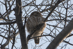Glaucidium cuculoides
