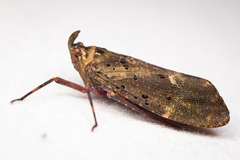 Copidocephala viridiguttata