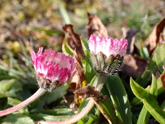 Bellis perennis