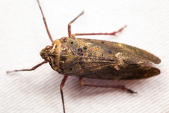 Copidocephala viridiguttata