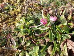 Bellis perennis