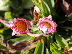 Bellis perennis