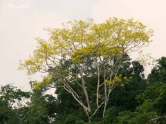 Roseodendron donnell-smithii