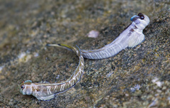 Istiblennius bellus