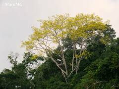 Roseodendron donnell-smithii