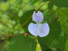 Psophocarpus tetragonolobus